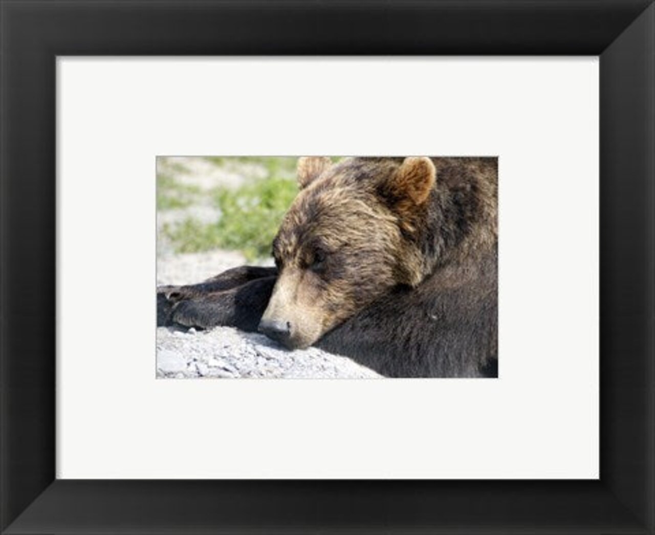 Framed Art Grizzly Bear Lying with His Head Down Wall Decor 18x24 Artwork